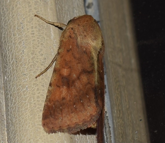 Noctuidae? S, Helicoverpa armigera